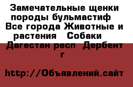 Замечательные щенки породы бульмастиф - Все города Животные и растения » Собаки   . Дагестан респ.,Дербент г.